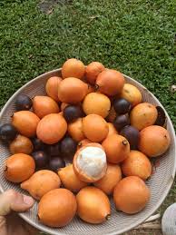 Attēlu rezultāti vaicājumam “Betula humilis fruit”