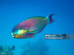 Image result for Chlorurus perspicillatus