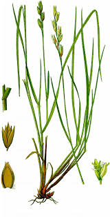 Attēlu rezultāti vaicājumam “Danthonia decumbens bud”