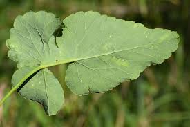 Attēlu rezultāti vaicājumam “Laserpitium latifolium leaf”