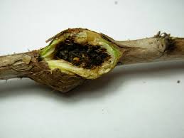 Attēlu rezultāti vaicājumam “Lasioptera rubi”