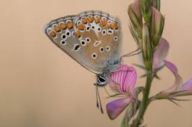 Attēlu rezultāti vaicājumam “Aricia artaxerxes”