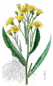 Attēlu rezultāti vaicājumam “Jacobaea paludosa”