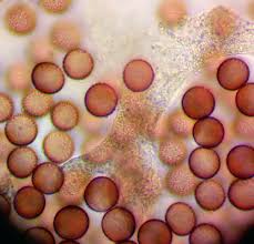 Attēlu rezultāti vaicājumam “Badhamiopsis scripta spores”