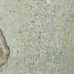 Attēlu rezultāti vaicājumam “Arthonia leucopellaea”