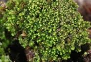 Attēlu rezultāti vaicājumam “Lophozia incisa”