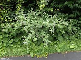 Attēlu rezultāti vaicājumam “Arctium tomentosum”