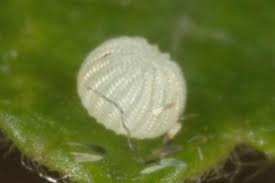 Attēlu rezultāti vaicājumam “Dypterygia scabriuscula”