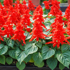 Image result for Salvia splendens
