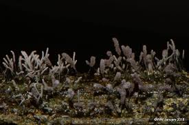 Attēlu rezultāti vaicājumam “Stemonitopsis typhina var. similis”