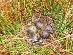 Attēlu rezultāti vaicājumam “Gallinago gallinago eggs”