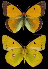 Attēlu rezultāti vaicājumam “Colias croceus underside”