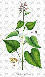 Attēlu rezultāti vaicājumam “Lunaria rediviva fruit”