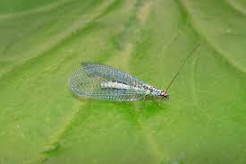 Attēlu rezultāti vaicājumam “Ophiotheca chrysosperma”