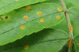 Attēlu rezultāti vaicājumam “Ochropsora ariae”