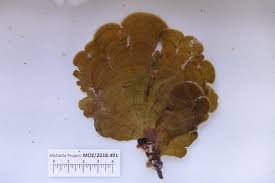 Attēlu rezultāti vaicājumam “Claustria didermoides”