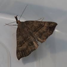 Attēlu rezultāti vaicājumam “Hypena proboscidalis”