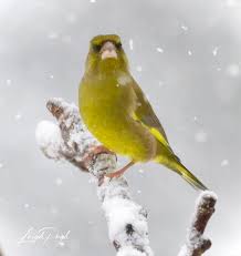 Attēlu rezultāti vaicājumam “Chloris chloris male”