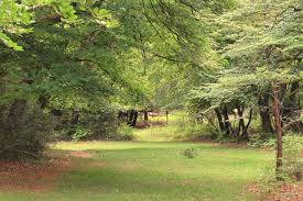 Image result for Cadnam Cricket Club