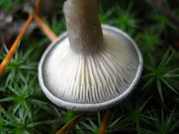 Attēlu rezultāti vaicājumam “Cantharellula umbonata”