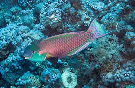 Image result for Chlorurus gibbus