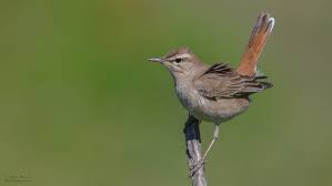 Image result for Cercotrichas galactotes