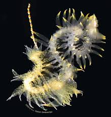 Attēlu rezultāti vaicājumam “Amaurochaete sp.”