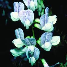 Attēlu rezultāti vaicājumam “Vicia sylvatica bud”