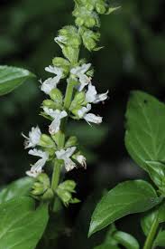 Attēlu rezultāti vaicājumam “Ocimum basilicum flower”