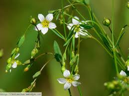 Attēlu rezultāti vaicājumam “Linum catharticum flower”