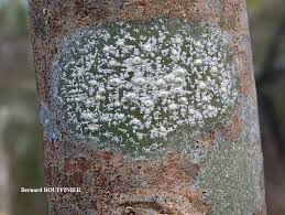 Attēlu rezultāti vaicājumam “Pertusaria leioplaca”