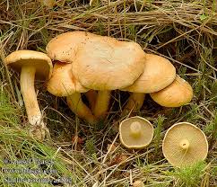 Attēlu rezultāti vaicājumam “Suillus bovinus”