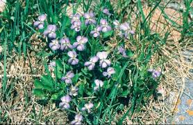 Attēlu rezultāti vaicājumam “Viola rupestris flower”