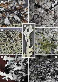 Attēlu rezultāti vaicājumam “Hypotrachyna sp.”