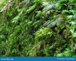 Attēlu rezultāti vaicājumam “Fissidens adianthoides sporophyte”