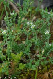 Attēlu rezultāti vaicājumam “Arenaria serpyllifolia”