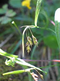 Attēlu rezultāti vaicājumam “Carex capillaris fruit”