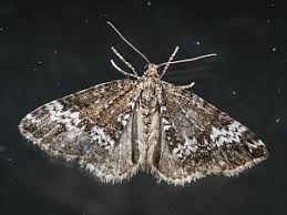 Attēlu rezultāti vaicājumam “Perizoma alchemilla”