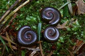 Attēlu rezultāti vaicājumam “Ommatoiulus vilnensis”