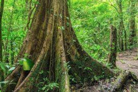 Attēlu rezultāti vaicājumam “Pseudobryum cinclidioides”