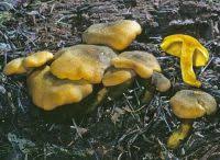 Attēlu rezultāti vaicājumam “Tricholomopsis decora”