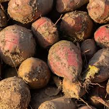 Image result for Beta vulgaris