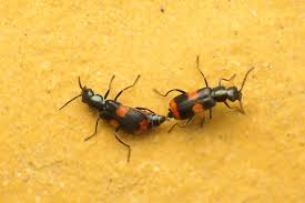 Attēlu rezultāti vaicājumam “Anthocomus fasciatus”