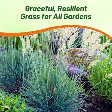 Attēlu rezultāti vaicājumam “Koeleria glauca flower”