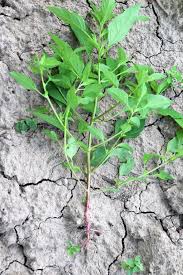 Attēlu rezultāti vaicājumam “Chenopodium acerifolium”