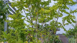 Attēlu rezultāti vaicājumam “Juglans ailanthifolia”
