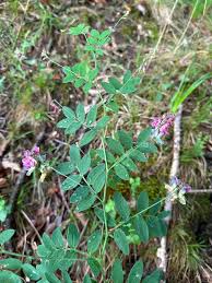 Attēlu rezultāti vaicājumam “Lathyrus niger leaf”