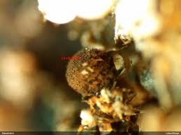 Attēlu rezultāti vaicājumam “Diderma montanum macro”