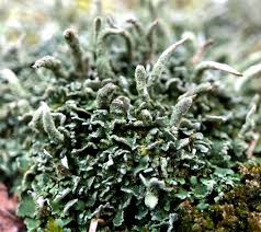Attēlu rezultāti vaicājumam “Cladonia coniocraea”
