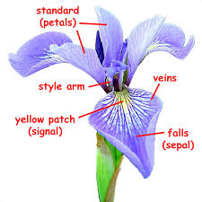 Image result for Iris